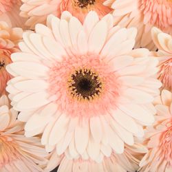 Gerbera rosa Cafe D Mar