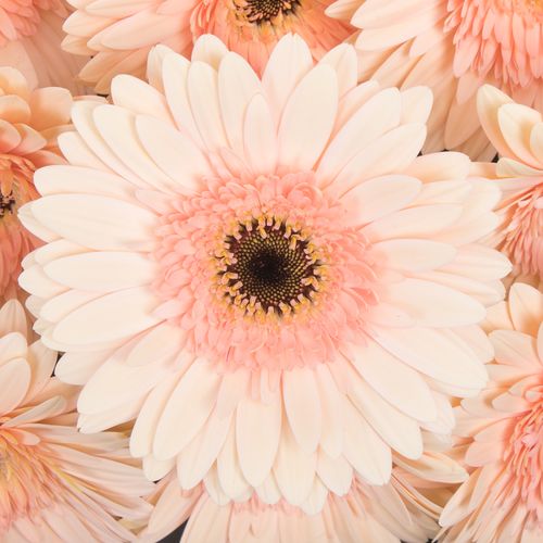 Gerbera rosa Cafe D Mar