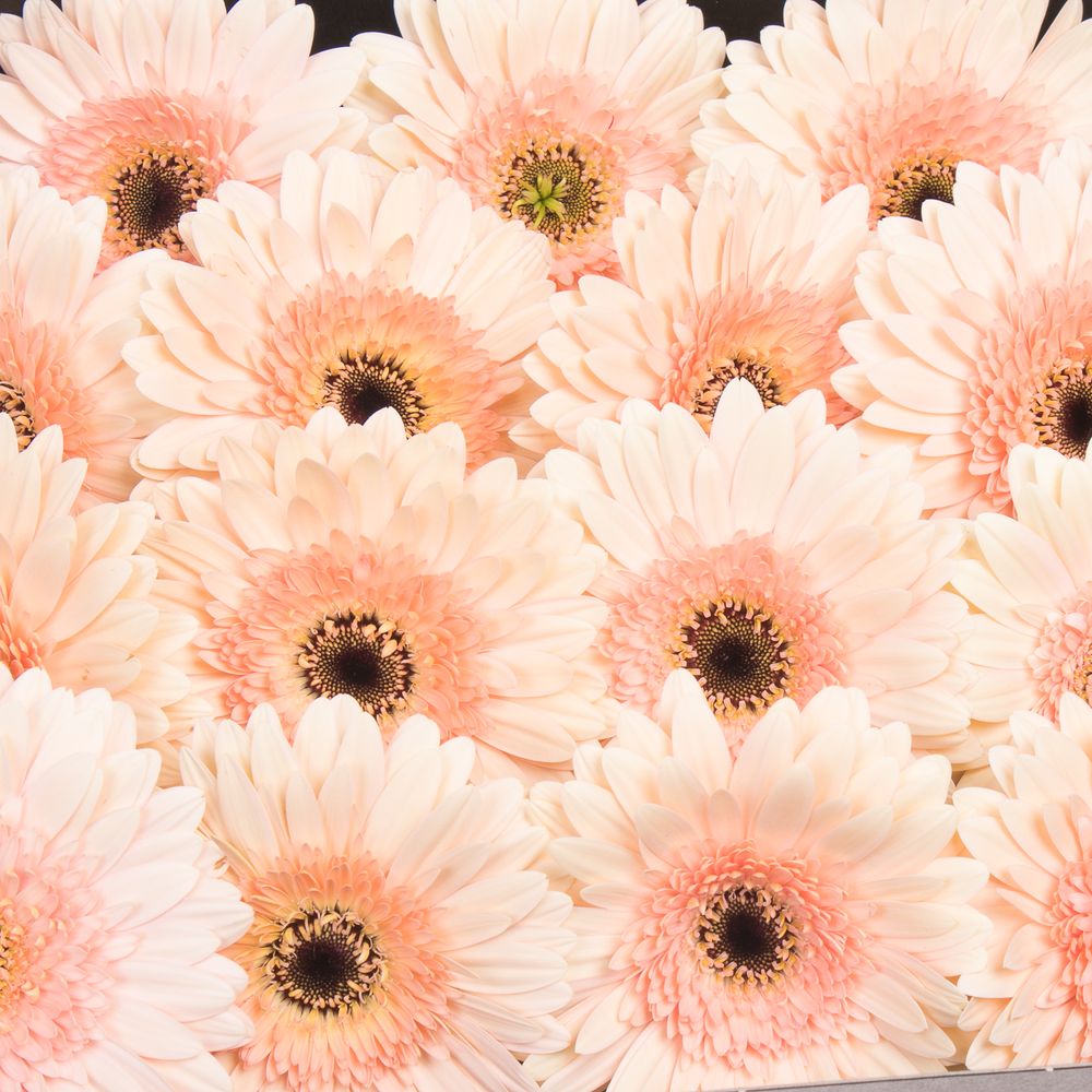 Gerbera rosa Cafe D Mar