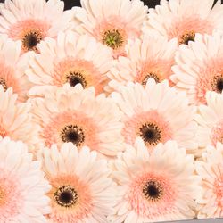 Gerbera rosa Cafe D Mar