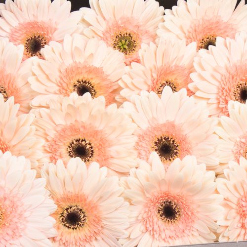 Gerbera rosa Cafe D Mar