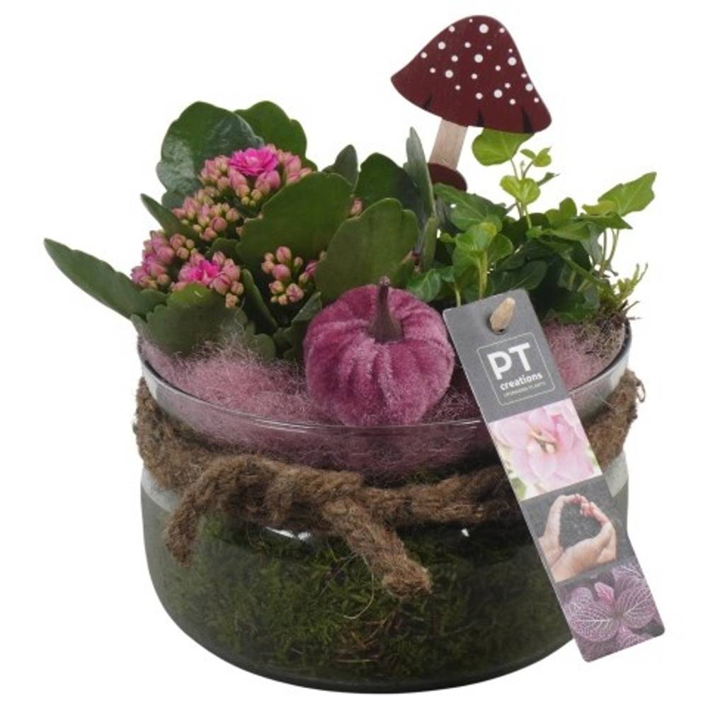 Kal.Arr PTHG3336 Herbst T16 H019