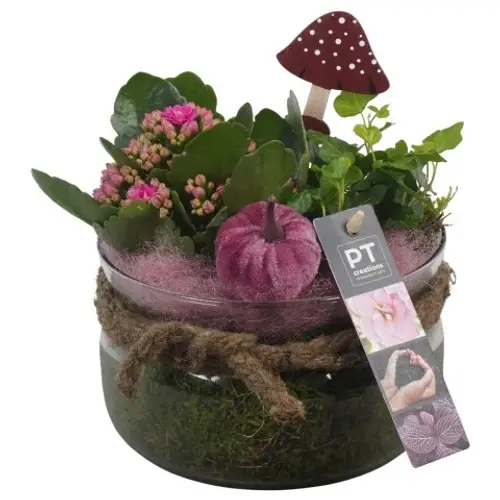 Kal.Arr PTHG3336 Herbst T16 H019