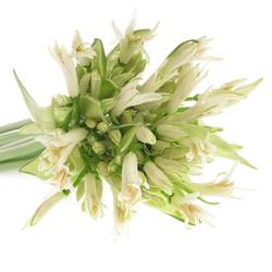 Nerine weiss White Charm 70cm