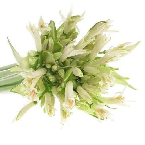 Nerine weiss White Charm 70cm
