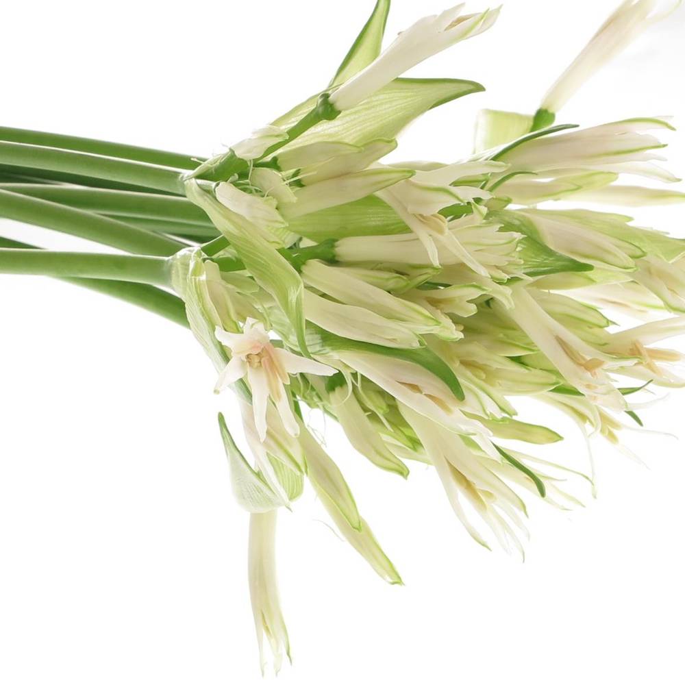 Nerine weiss White Charm 70cm
