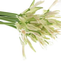 Nerine weiss White Charm 70cm