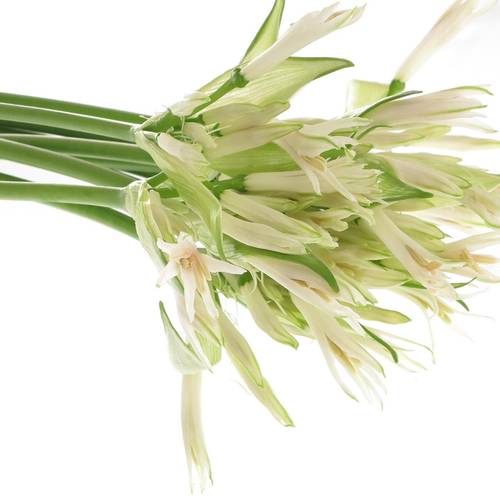 Nerine weiss White Charm 70cm