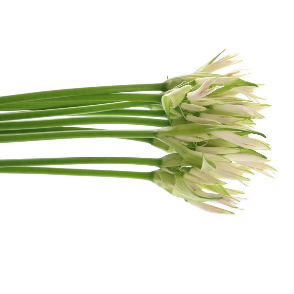 Nerine weiss White Charm 70cm