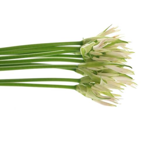 Nerine weiss White Charm 70cm