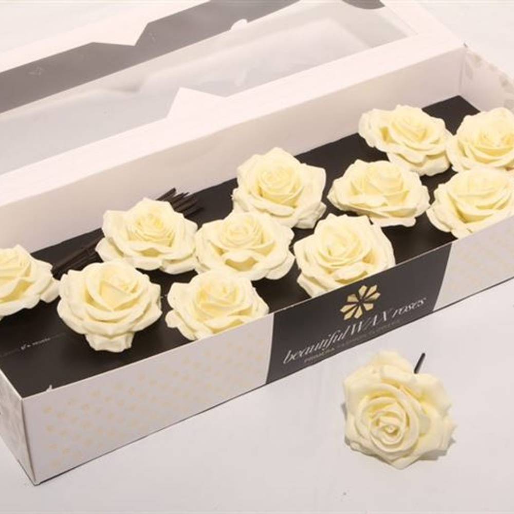 Seiden Wachs Rose creme D10cm (9310)