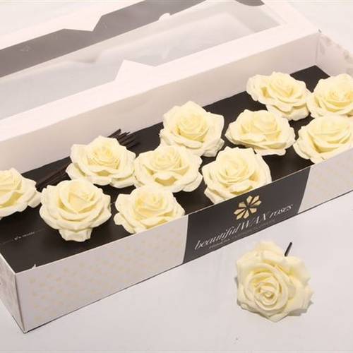 Seiden Wachs Rose creme D10cm (9310)