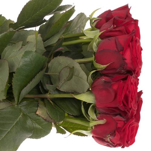 Rose dunkel rot Red Naomi (Porta Nova) Magna 70cm