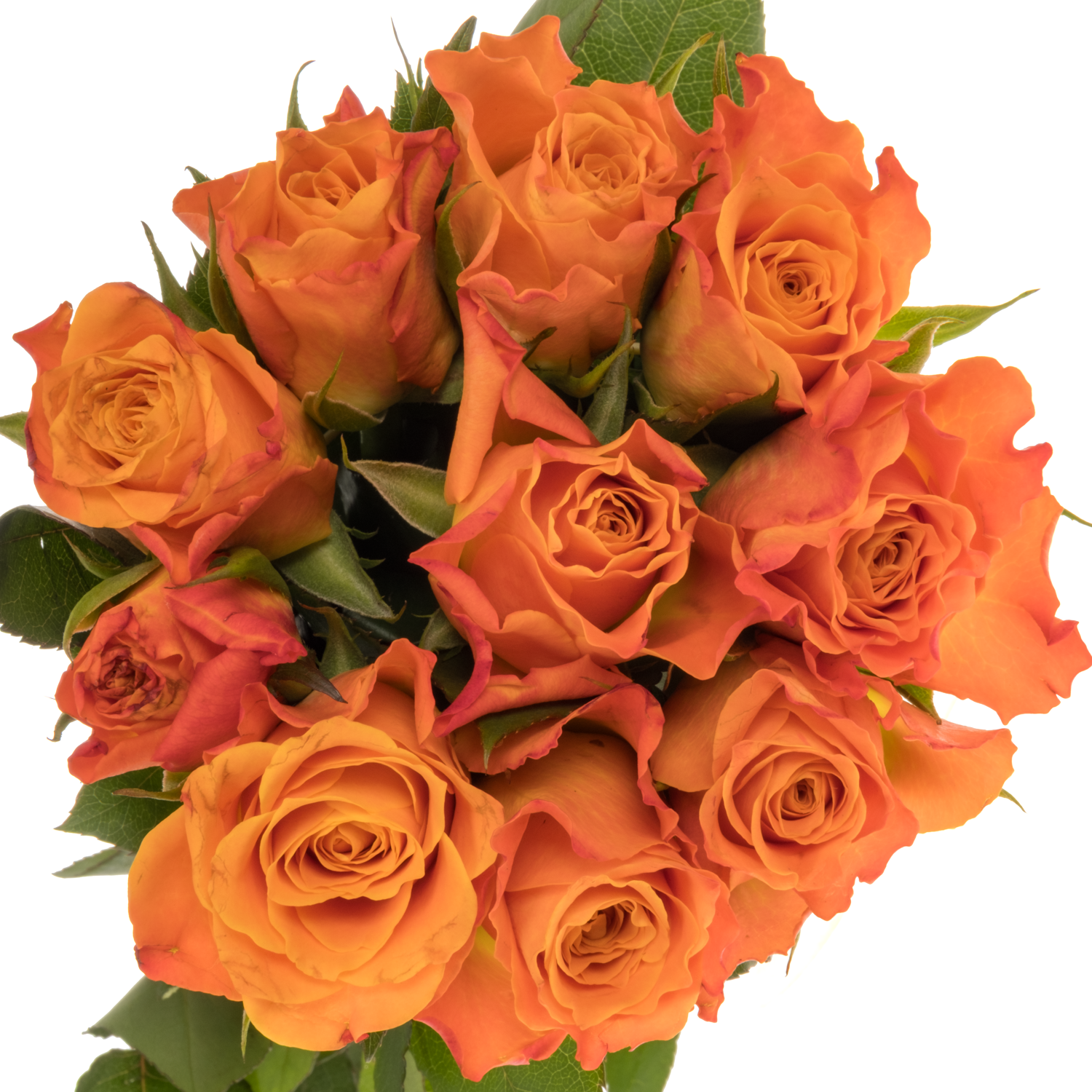 Rose orange Mariyo (Flora Ola) 40cm