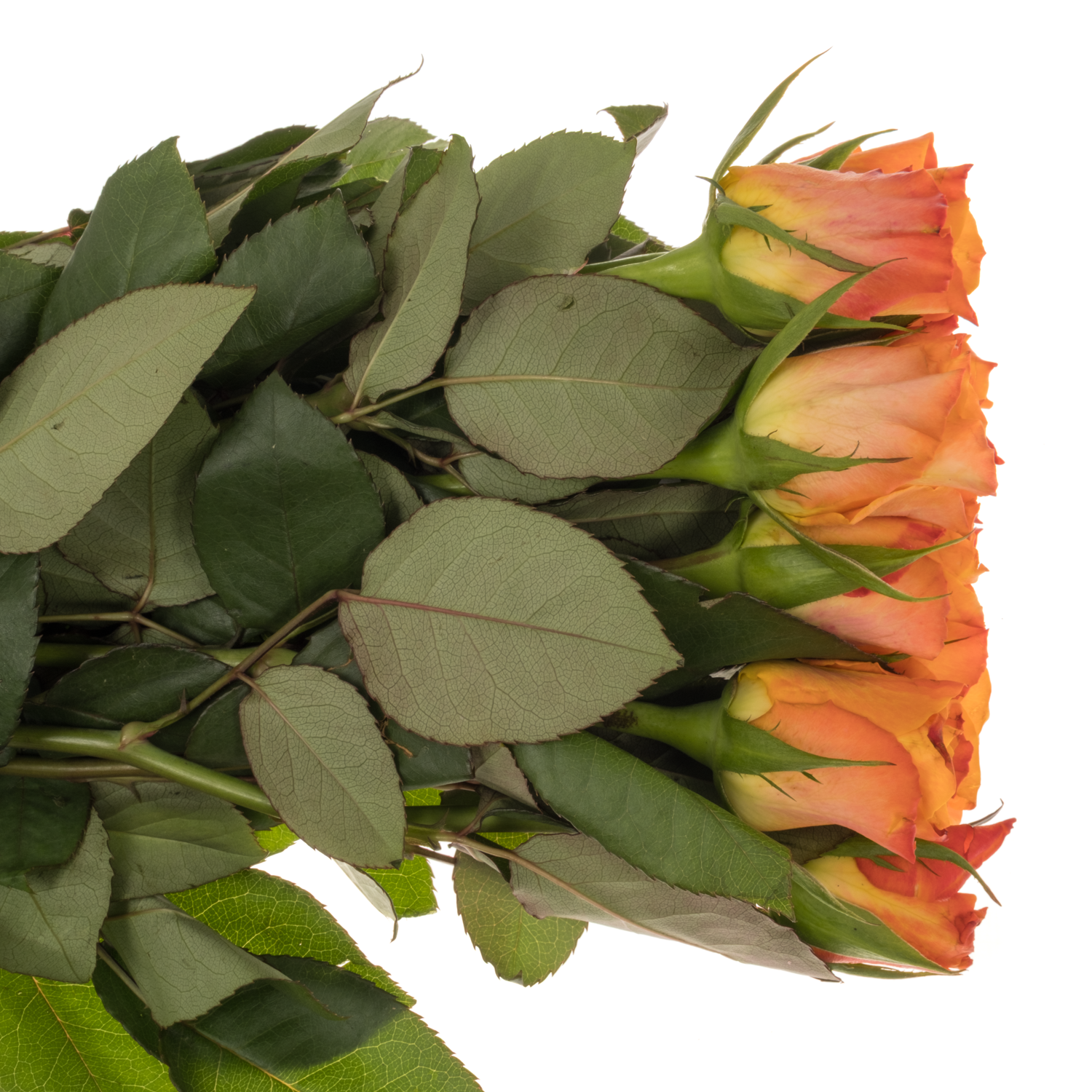 Rose orange Mariyo (Flora Ola) 40cm