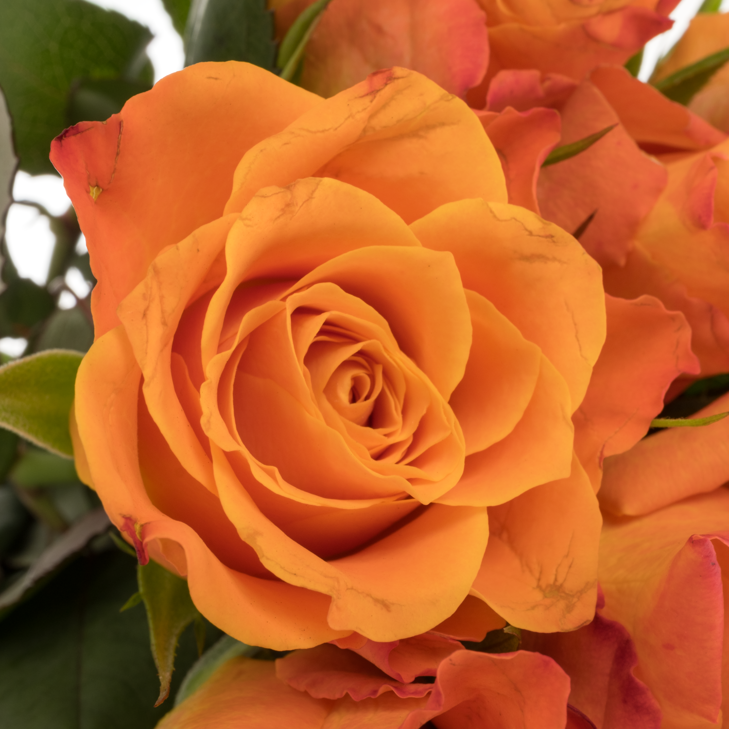 Rose orange Mariyo (Flora Ola) 40cm