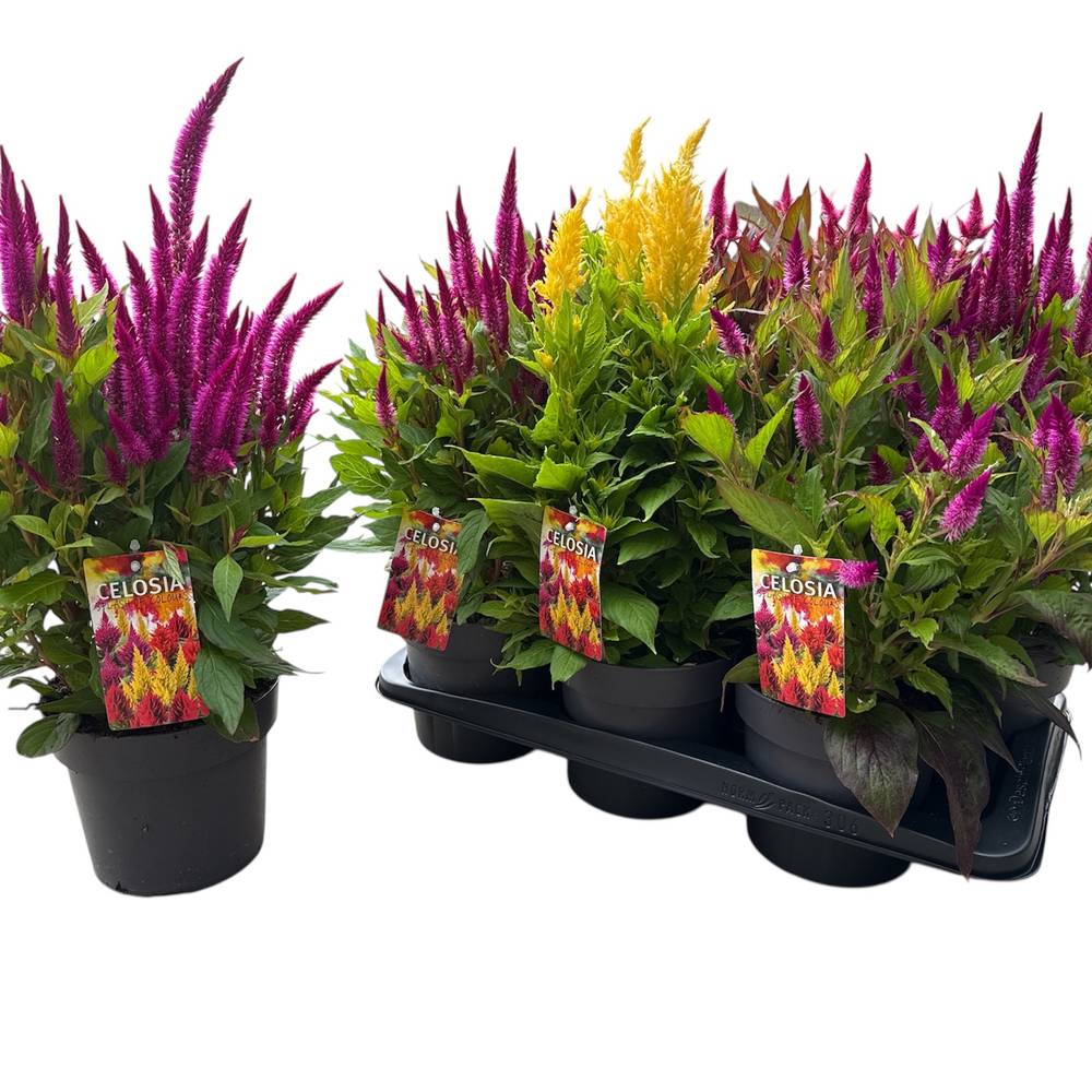 Celosia mix Kelos Atomic T17 H040
