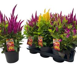 Celosia mix Kelos Atomic T17 H040