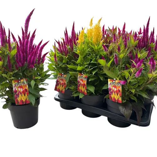 Celosia mix Kelos Atomic T17 H040