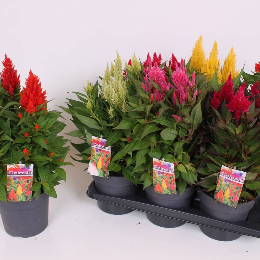 Celosia mix Kelos Atomic T17 H040
