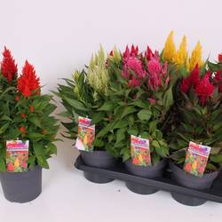 Celosia mix Kelos Atomic T17 H040