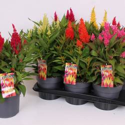 Celosia mix Kelos Atomic T17 H040