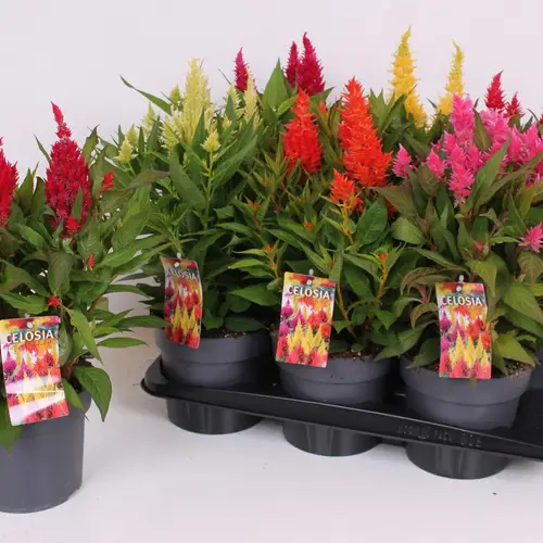 Celosia mix Kelos Atomic T17 H040