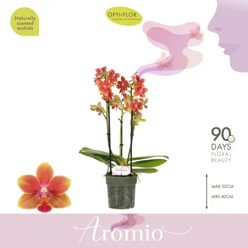 Phal.3-R orange Aromio Tropical T12 H035