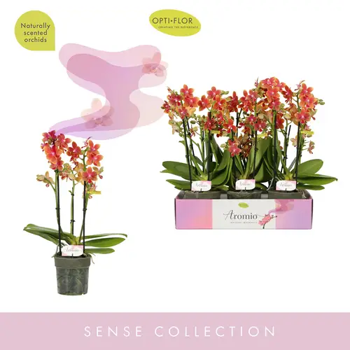 Phal.3-R orange Aromio T12 H035