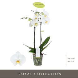 Phal.2-R weiss Maistro Verdi T12 H060