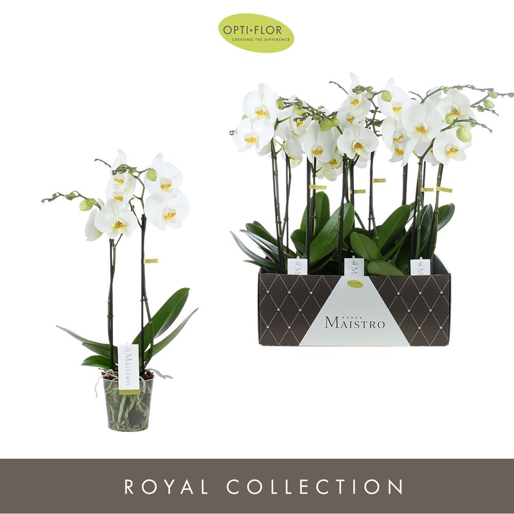 Phal.2-R weiss Maistro Verdi T12 H060