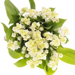 Maiblumen weiss X25 Mit Wurzel