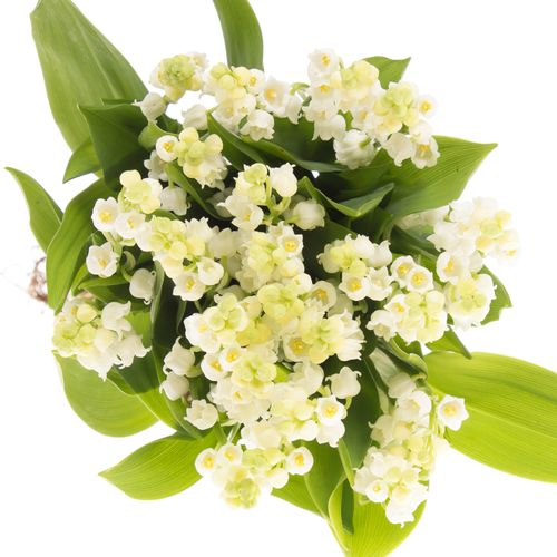 Maiblumen weiss X25 Mit Wurzel