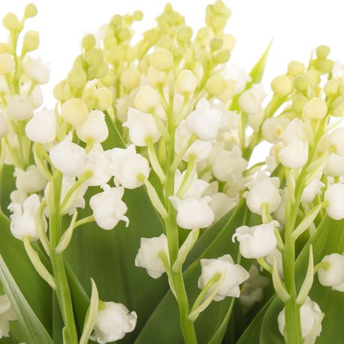 Maiblumen weiss X25 Mit Wurzel