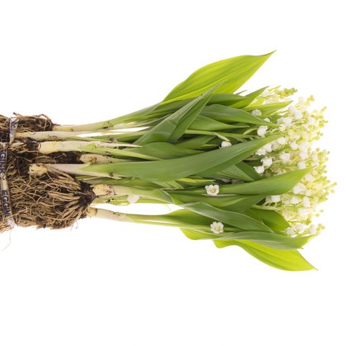 Maiblumen weiss X25 Mit Wurzel