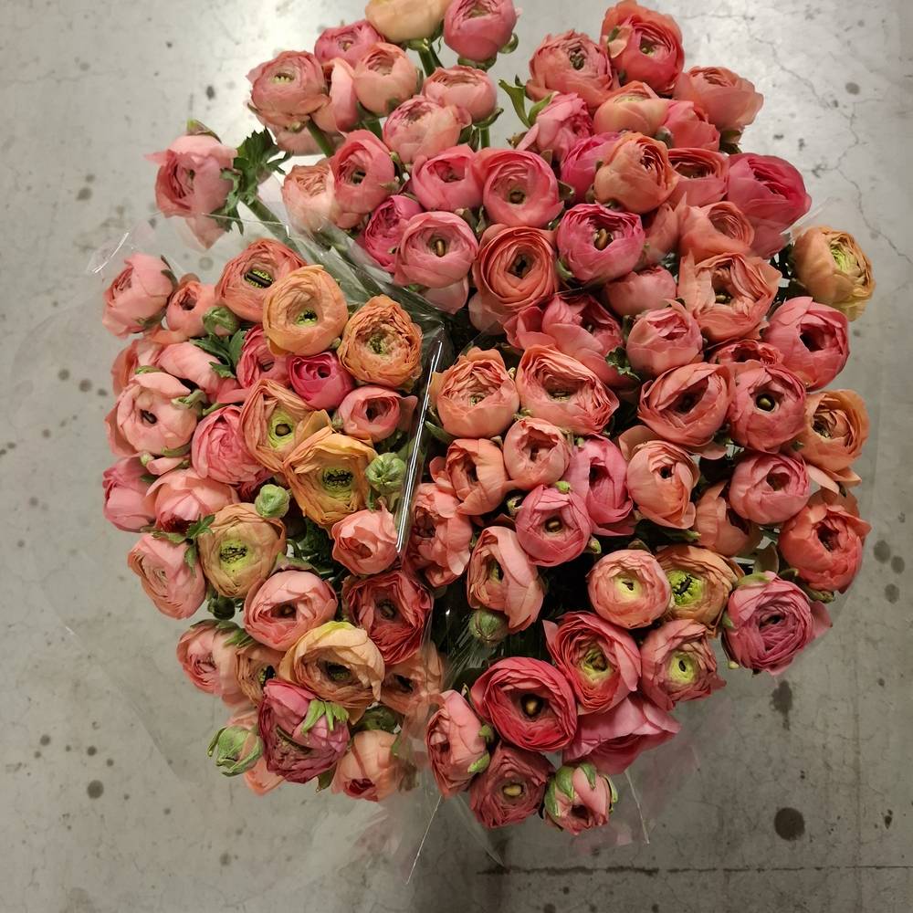 Ranunkel lachs  Elegance Salmon Italie 45cm 40Gr x 30