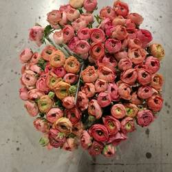 Ranunkel lachs  Elegance Salmon Italie 45cm 40Gr x 30