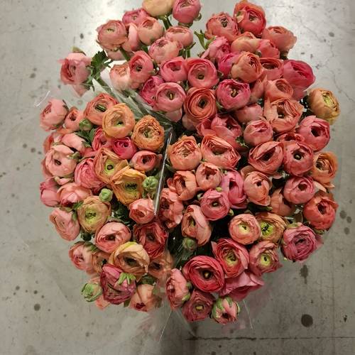 Ranunkel lachs  Elegance Salmon Italie 45cm 40Gr x 30