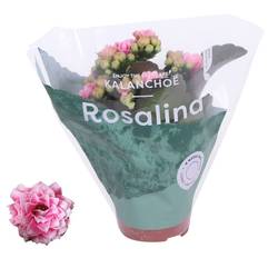 Kal.Gef. rosa Bicolor T06 H12