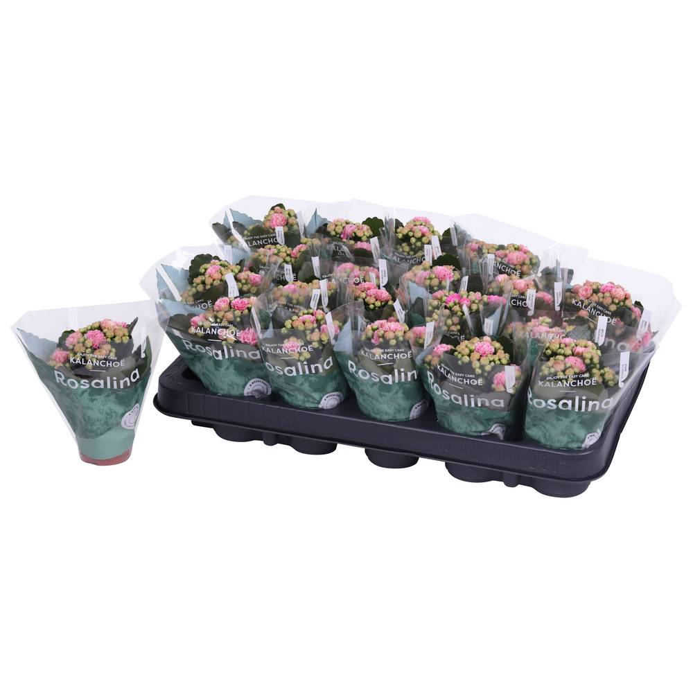 Kal.Gef. rosa Bicolor T06 H12