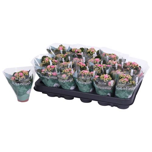 Kal.Gef. rosa Bicolor T06 H12