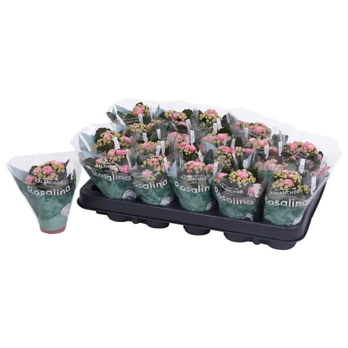 Kal.Gef. rosa Bicolor T06 H12