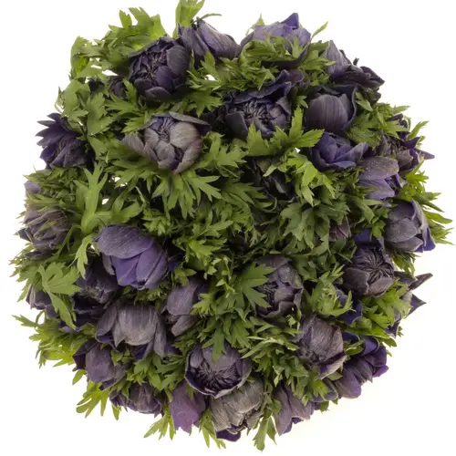 Anemone bordeaux Fullstar burgundy 03 Israel 45cm