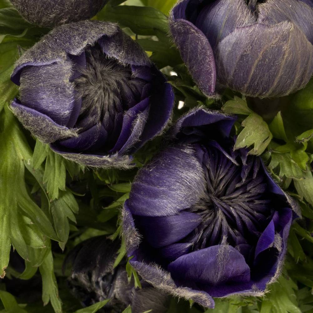 Anemone bordeaux Fullstar burgundy 03 Israel 45cm