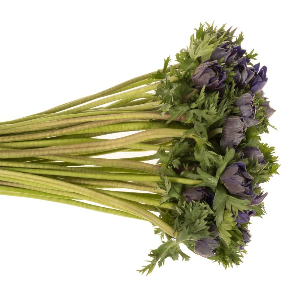 Anemone bordeaux Fullstar burgundy 03 Israel 45cm