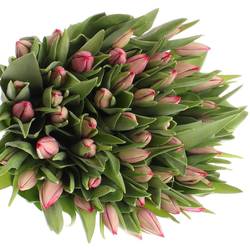Tulpe pink Frontline 28 Gramm