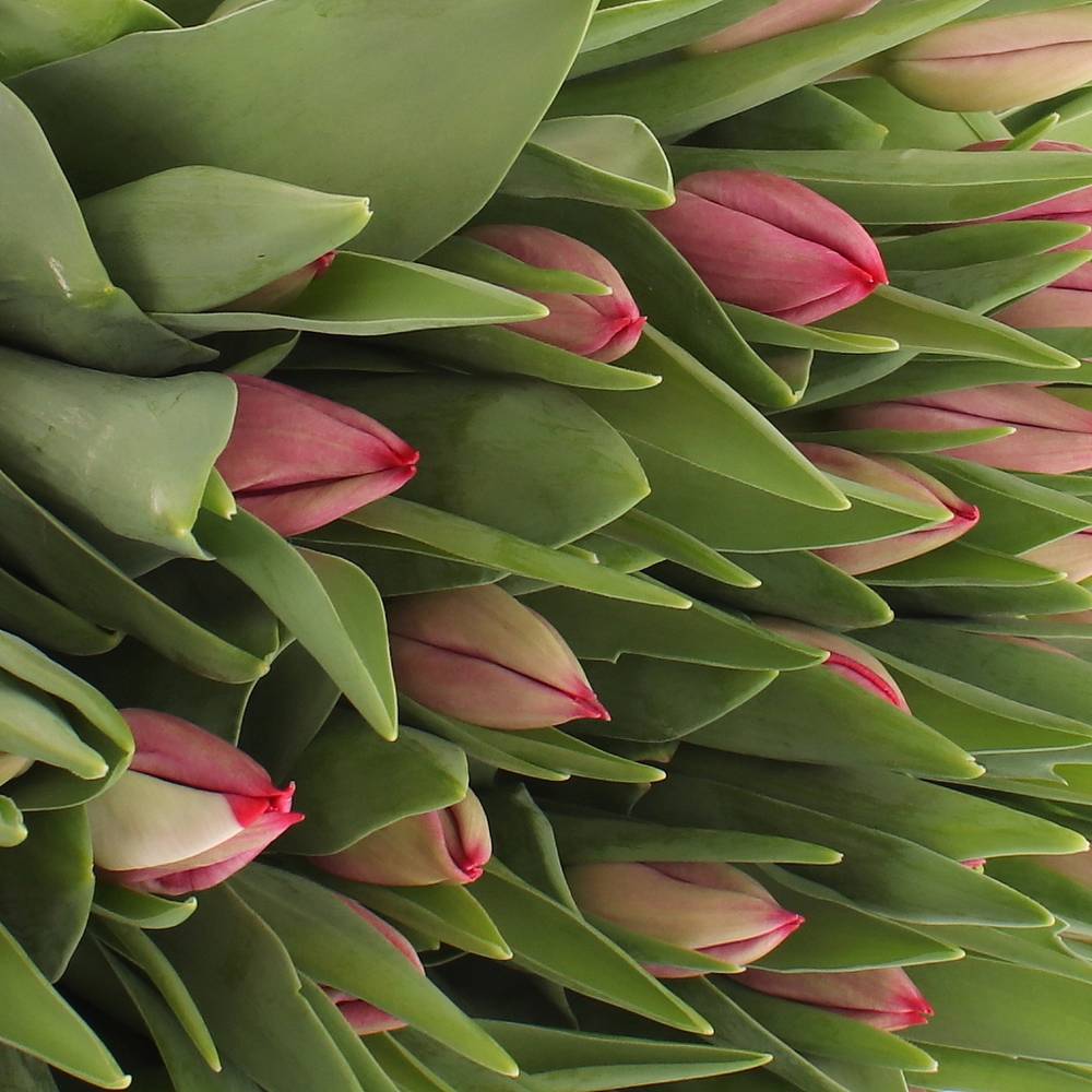 Tulpe pink Frontline 28 Gramm