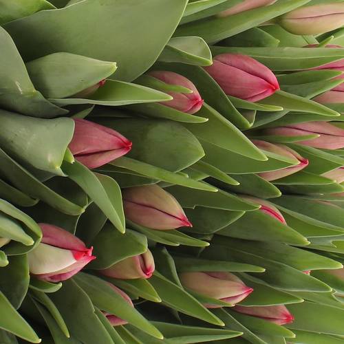 Tulpe pink Frontline 28 Gramm