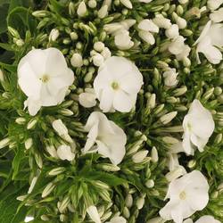 Phlox weiss White Triumphator 50cm