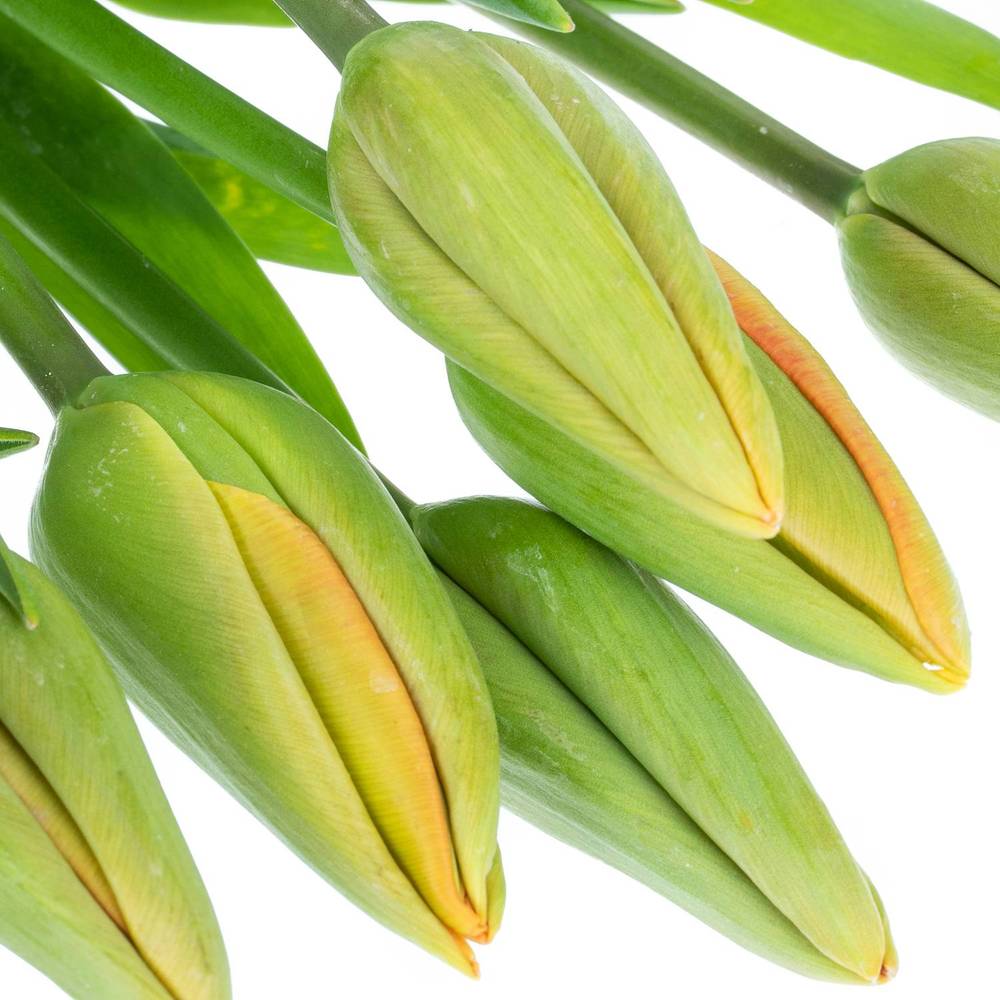 Franz.orange Avignon 52 Gramm 50cm